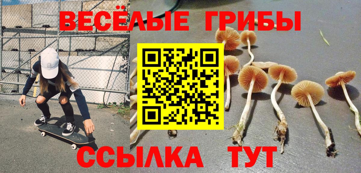 Галлюциногенные грибы Psilocybe Урюпинск